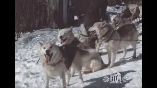 Dog yard in Chatanika, Alaska
