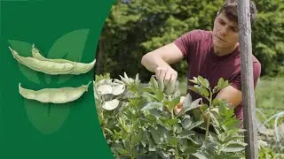 How to Successfully Grow Broad Beans in Your Garden: A Complete Guide