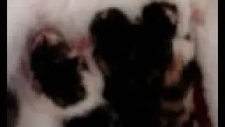 Meissie's Bevalling {3 Kittens}