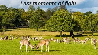 what happens when deer vs lion for dinner#deer hunting#deer vs dog