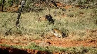Witnessing a leopard hunt on foot- Kicheche Laikipia walking safari