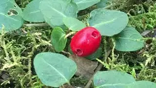 Preserving Wild Herb Appalachian Ways