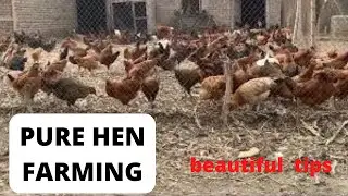 Desi Hen Farming Success: Tips for Raising Healthy Chickens in the USA