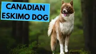 Canadian Eskimo Dog - TOP 10 Interesting Facts