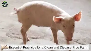 Maintaining Cleanliness and Health in Your Pig Farm: Essential Tips for Success