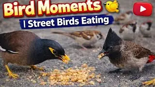 Bird Moments 🐦 | Street Birds Eating