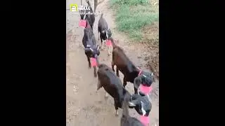 goat corona