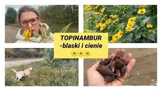 Jedz topinambur jesienią na zdrowie, ale....uważaj 🤓🌼