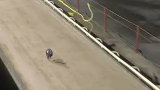 Greyhound 2026- 19.01.2026 Trial 12