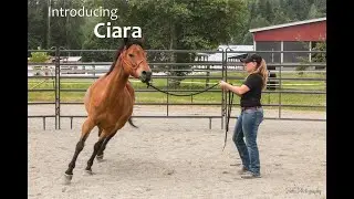 Introducing: Ciara! | Gig Harbor 7