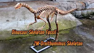 Museum-Quality Ornithomimus Skeleton Replica | 2m of Grace & Speed