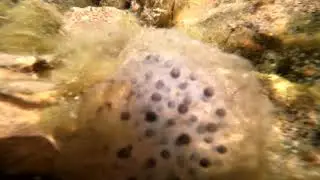Found Frog Eggs!!
