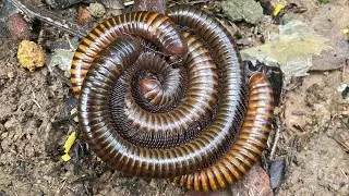 Top Skill Catching Huge Millipedes Moment In Nature  ! 😳 Millipedes, Snails