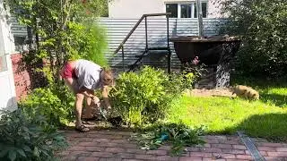 Избавление от сорняков и мульчирование по ленивому.
