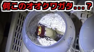天然のオオクワガタを繁殖させたらあり得ない子が生まれた...