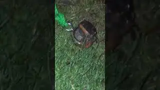 Hand grenade found today whilst out magnet fishing 15/02/2020