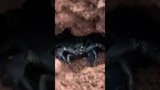 Large Black Scorpion Hiding in a Burrow #scorpion  #wildlife