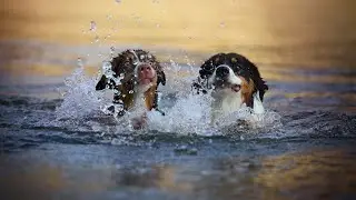 How to Prevent Your Portuguese Water Dog From Chewing Furniture