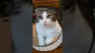 Seznamte se, kocour Mike&scaron; 😺