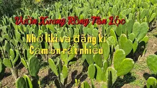 Seri// Công việc mỗi ngày của vườn Xương Rồng