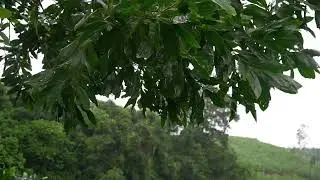 Rain Drop Loop