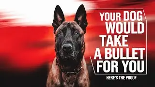 Your Dog Would Take a Bullet for You &ndash; Here's the Proof