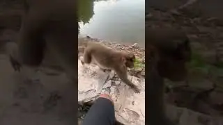 Thug Life Monkey&hellip;🐒😅😂🤣