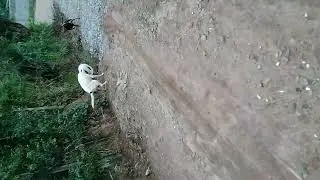 os tr&ecirc;s c&atilde;es alados