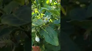 Eggplant, ត្រប់ខា #eggplant #eggplants #shortvideo