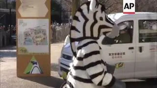 Japan Zookeepers Hold escaped animal drill