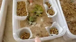 breeding mealworms and dubia roaches