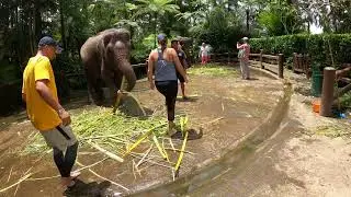 Парк слонов Elephant Safari Park Lodge Bali, Индонезия, 2022г., Часть 1
