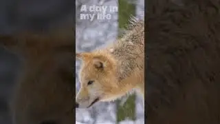 Wild Wolf in the Snowy Wilderness  #nature #wolf #wolves #wolverines  #relaxation  #WildWolf