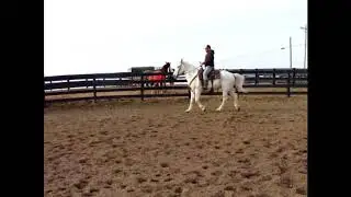 GRAY PERCHERON CROSSBRED MARE, BROKE FOR ANYONE TO RIDE & DRIVE. GENTLE & QUIET