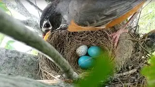Brood parasitism: American Robin rejects a Cowbird egg