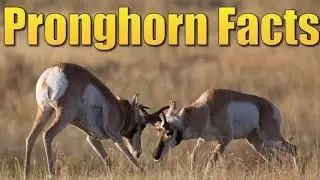 Antelope Eye Vision 10X then Humans😱 OMG!!! #havockers