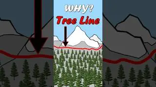 Why is there a tree line? #snowboarding #science #biology #mountains #trees