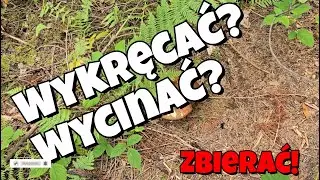 Wykręcać czy wycinać? W lesie sucho, ale na sosik starczyło.