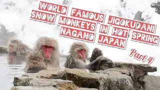 SNOW 🐵 MONKEYS in HOT SPRING World Famous Jigokudani NAGANO Japan by Adeyto 📽️ Huawei P20 PRO