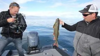 Jig Big Swimbaits for Lake Trout -- 