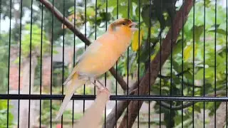Canary Sound Bait - Effectively Stimulates Young and Lazy Canaries to Sing