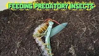 Feeding Predatory Insects &ndash; Watch Nature&rsquo;s Hunters