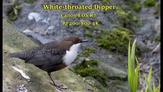 White-throated Dipper @ Midsomer Norton, Somerset, UK. Filmed using Canon EOS R7  RF200-800mm lens