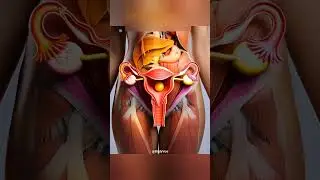 Female Period Cycle Explained in 3D Medical Animation Video #anatomy #3danimation #fertilization