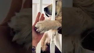 Heartwarming way of remembering her dog who passed away 🥹 #shorts