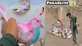 Aj Kisi Ka Rango Wala Kabutar Pakarliya 😱 How to check pigeon 😱