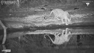 Majestic Male Leopard Visits Serondella Waterhole