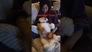 Massage Session #massage #dog #animals #pets #healing #relaxing #dogs