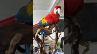 Charlotte: the beautiful macaw at The House of Birds