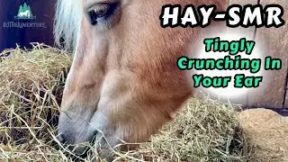 Horse Eating Crunchy Hay Up Close | Horse ASMR | Tingly Chewing Sounds (No Talking) HAY-SMR